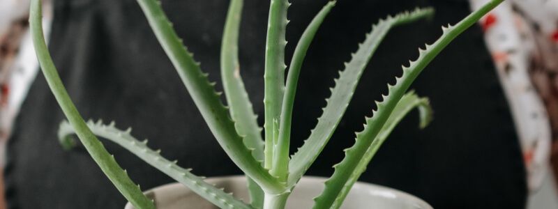 Kosmetik mit Aloe Vera