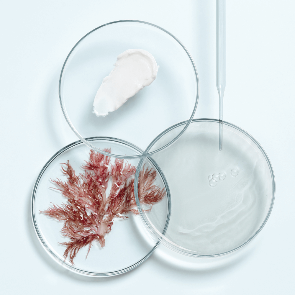 Marine Präbiotika aus Algen – Wirkstoffe der Thalgo Cica Marin Produkten